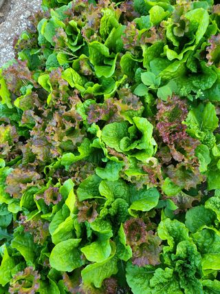 또다시봄님의 배추 · 일상 작성글 사진