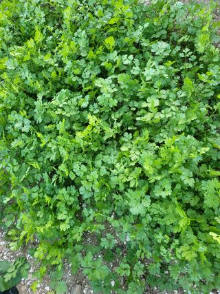 또다시봄님의 배추 · 일상 작성글 사진