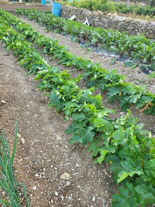 또다시봄님의 배추 · 일상 작성글 사진