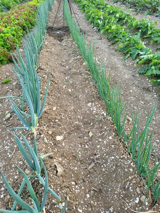 또다시봄님의 배추 · 일상 작성글 사진