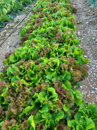 또다시봄님의 배추 · 일상 작성글 사진