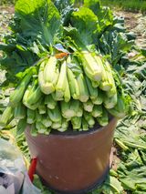 팜모닝 · 게시글 이미지