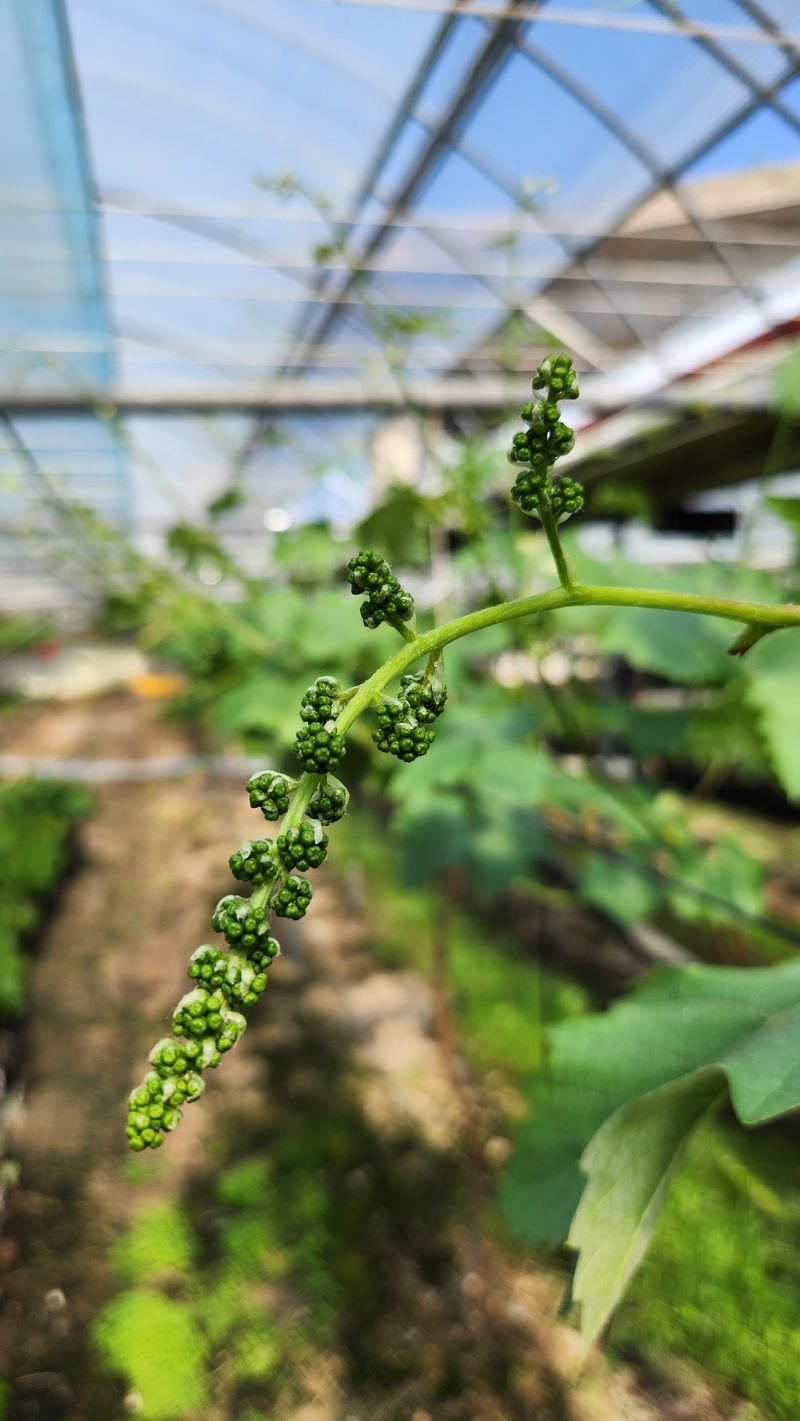 도기백님의 장터 판매 상품 [포도 레드샤인(낭만홍옌) 2kg] 첨부 사진