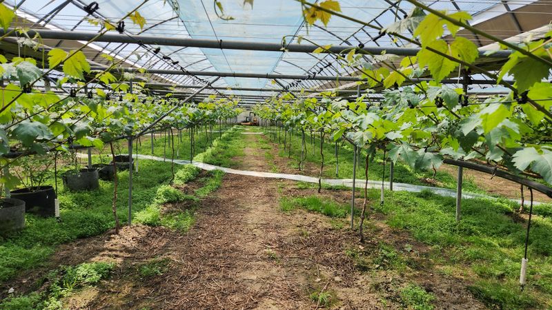 도기백님의 장터 판매 상품 [포도 레드샤인(낭만홍옌) 2kg] 첨부 사진