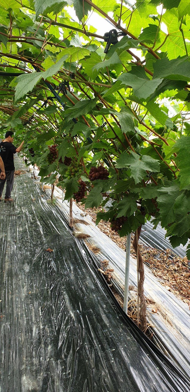 도기백님의 장터 판매 상품 [포도 레드샤인(낭만홍옌) 2kg] 첨부 사진