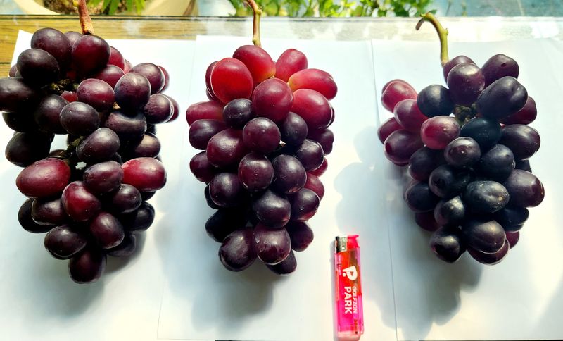 도기백님의 장터 판매 상품 [포도 레드샤인(낭만홍옌) 2kg] 첨부 사진