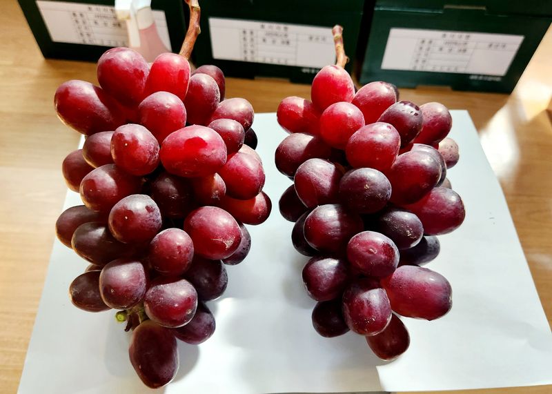 도기백님의 장터 판매 상품 [포도 레드샤인(낭만홍옌) 2kg] 첨부 사진