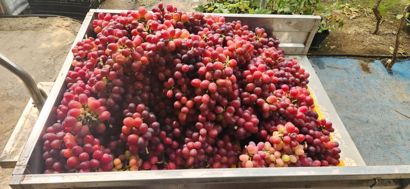 도기백님의 장터 판매 상품 [포도 레드샤인(낭만홍옌) 2kg] 첨부 사진