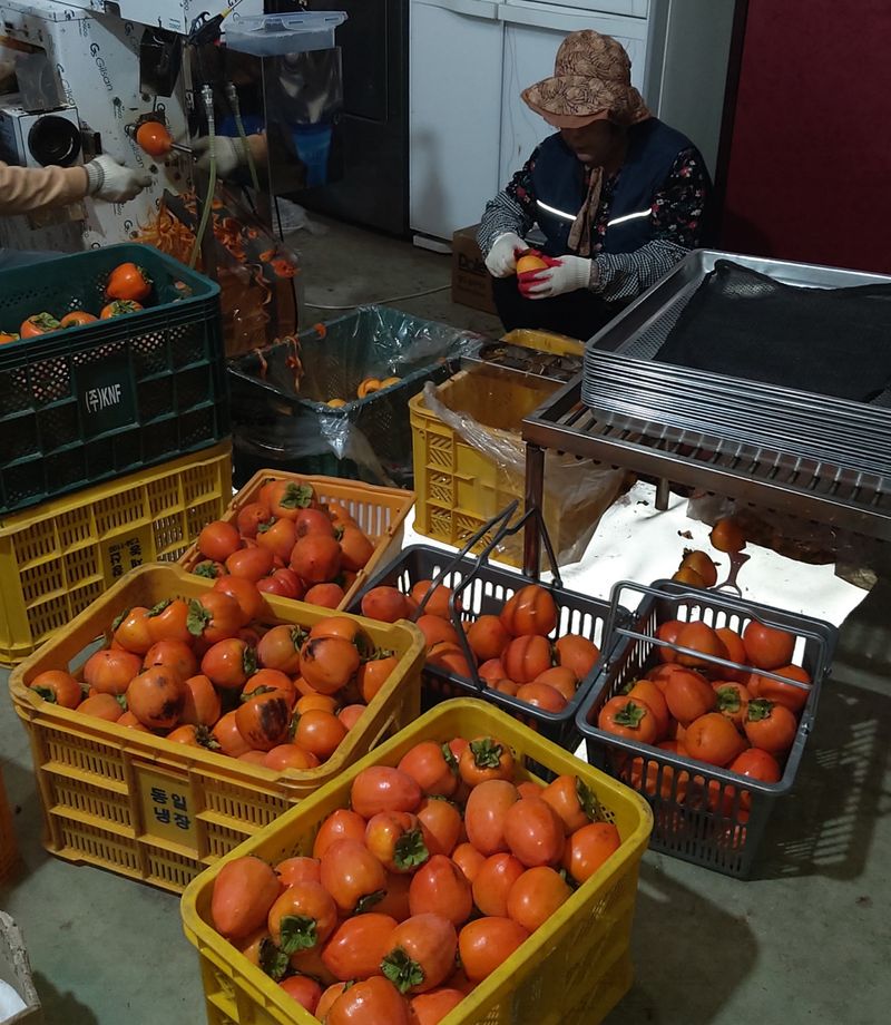 모야아빠님의 장터 판매 상품 [하동 악양 대봉감말랭이 1 만원 (800g)] 첨부 사진