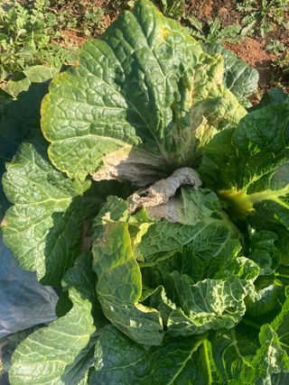 고은서님의 배추 · 병해충상담 작성글 사진