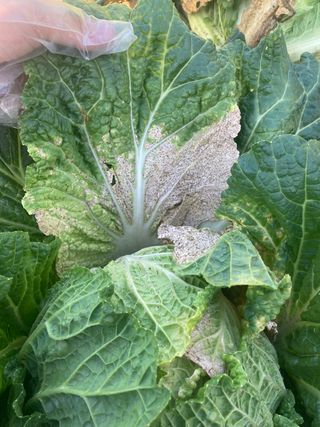 고은서님의 배추 · 병해충상담 작성글 사진