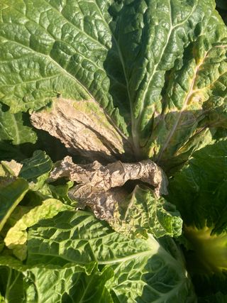 고은서님의 배추 · 병해충상담 작성글 사진