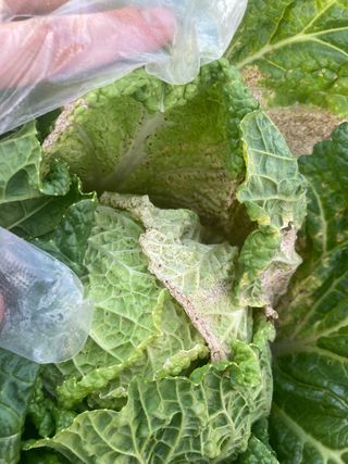 고은서님의 배추 · 병해충상담 작성글 사진