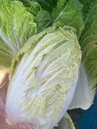 고은서님의 배추 · 병해충상담 작성글 사진