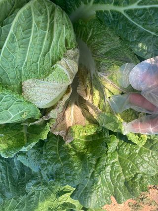 고은서님의 배추 · 병해충상담 작성글 사진