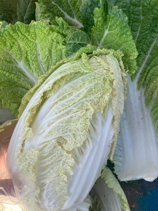 고은서님의 배추 · 병해충상담 작성글 사진