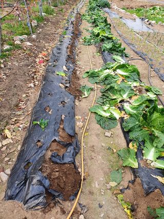 알 수 없음님의 배추 · 일상 작성글 사진