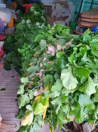 알 수 없음님의 배추 · 일상 작성글 사진