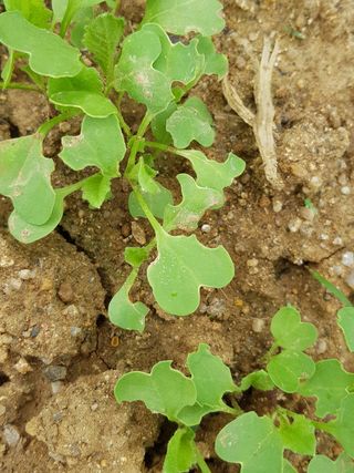 이연희님의 배추 · 병해충상담 작성글 사진