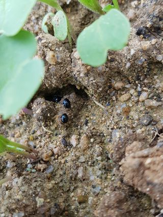 이연희님의 배추 · 병해충상담 작성글 사진