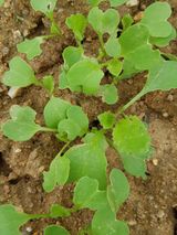 팜모닝 배추·병해충상담 게시글 이미지