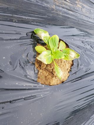 이연희님의 배추 · 병해충상담 작성글 사진