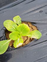 팜모닝 배추·병해충상담 게시글 이미지