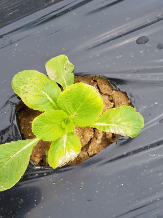 이연희님의 배추 · 병해충상담 작성글 사진