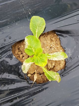 이연희님의 배추 · 병해충상담 작성글 사진