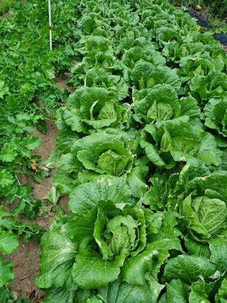 정금석님의 배추 · 일상 작성글 사진