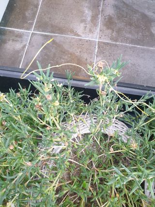 호탄동왕새우대게장어님의 기타작물 · 병해충상담 작성글 사진