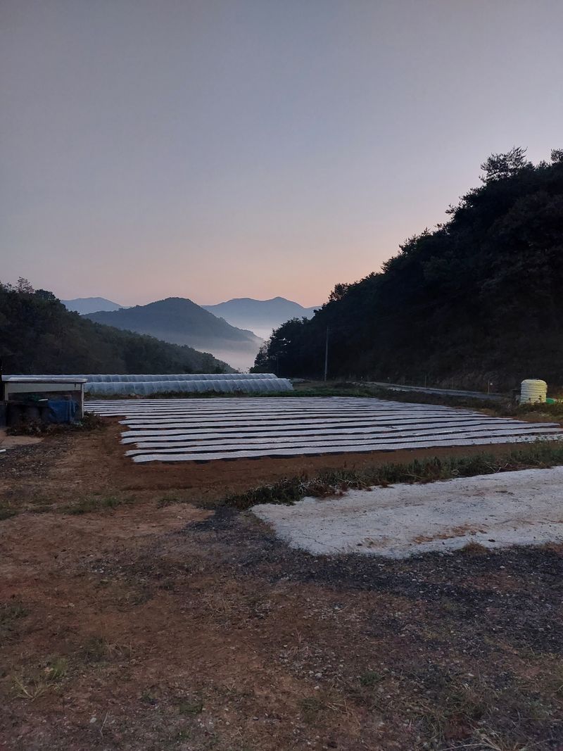 장터 상품 [메주 ㆍ두부용 햇콩 15kg 대 95,000원 7.5k 대 50,000원] 썸네일