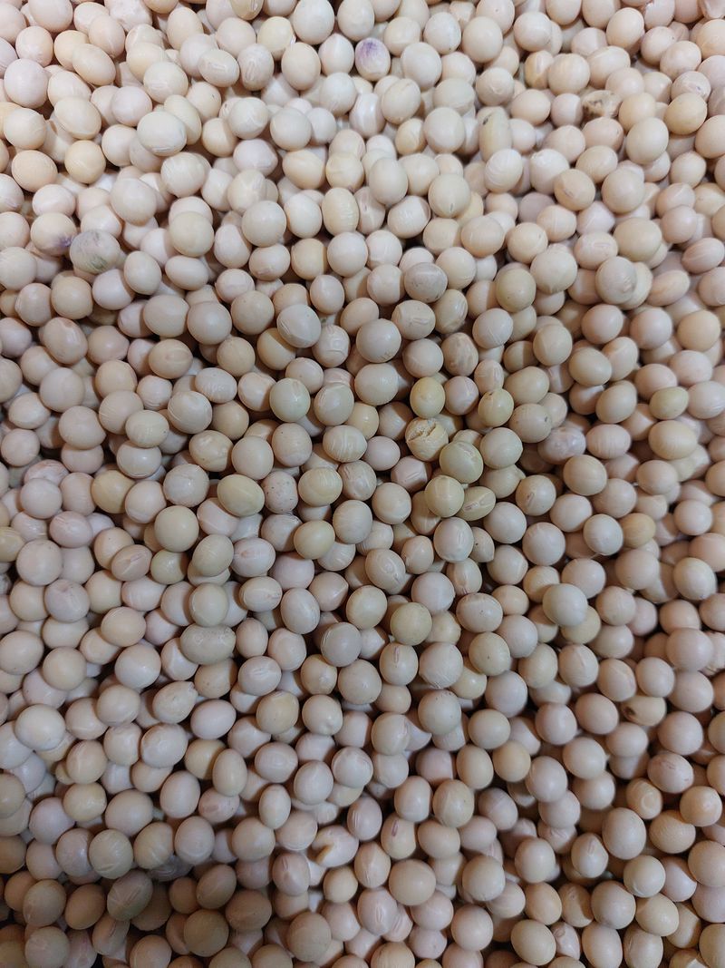 차재경님의 장터 판매 상품 [메주 ㆍ두부용 햇콩 15kg 대 95,000원 7.5k 대 50,000원] 첨부 사진