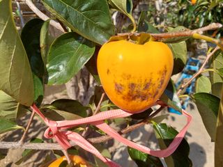 덕보님의 감 · 병해충상담 작성글 사진