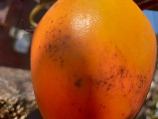 덕보님의 감 · 병해충상담 작성글 사진