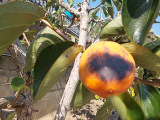 덕보님의 감 · 병해충상담 작성글 사진