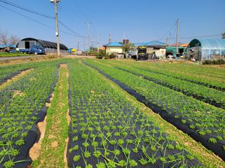이상숙님의 마늘 · 일상 작성글 사진