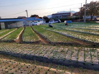 이상숙님의 마늘 · 일상 작성글 사진