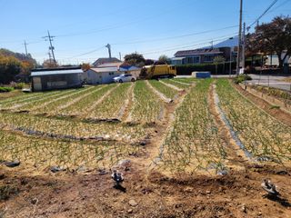 이상숙님의 마늘 · 일상 작성글 사진