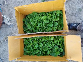 차성우 님의 배추 · 일상 작성글 사진