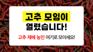 팜모닝님의 고추 · 일상 작성글 사진