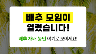 팜모닝님의 배추 · 일상 작성글 사진