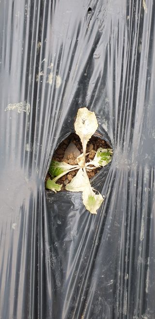 시지노인님의 배추 · 병해충상담 작성글 사진