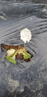 팜모닝 배추·병해충상담 게시글 이미지