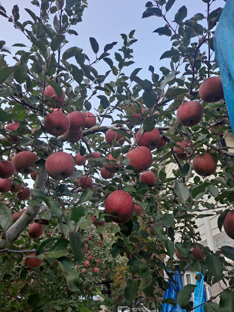 장터 상품 [🏞치악산 부사사과 판매🏞  저희 과원은 치악산자락 ] 썸네일