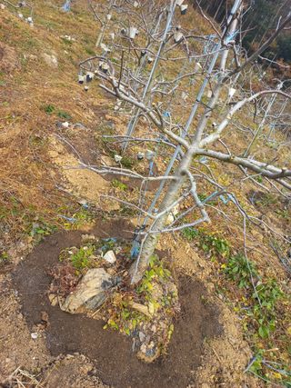 인생은 소풍처럼님의 사과 · 일상 작성글 사진