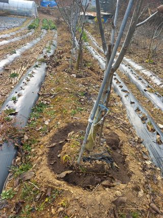 인생은 소풍처럼님의 사과 · 일상 작성글 사진