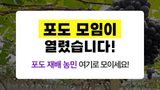 팜모닝님의 포도·자유게시판 작성글 사진