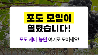 팜모닝님의 포도 · 자유게시판 작성글 사진