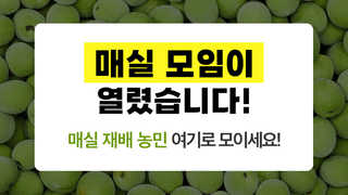 팜모닝님의 매실 · 자유게시판 작성글 사진